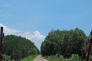 Hutan Mangrove Surodadi image