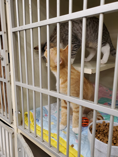 Pet Supply Store «Petco Animal Supplies», reviews and photos, 2365 NW Kings Blvd, Corvallis, OR 97330, USA