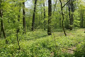 Snagov Forest protected area image