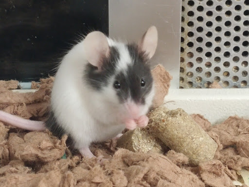 Pet Supply Store «Petco Animal Supplies», reviews and photos, 187 Stonebrook Pl, Jackson, TN 38305, USA