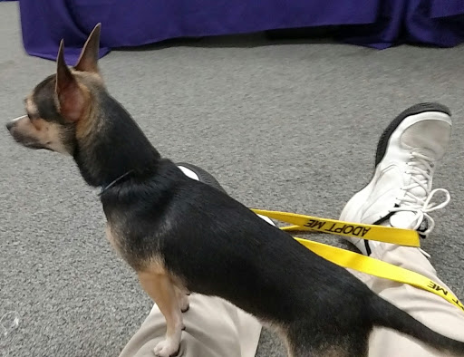 Pet Supply Store «Healthy Pet Center», reviews and photos, 775 New Loudon Rd, Latham, NY 12110, USA