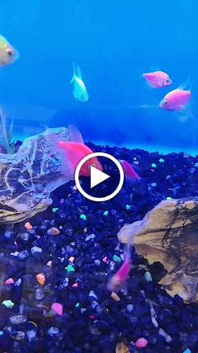 Pet Supply Store «PetSmart», reviews and photos, 9277 159th St, Orland Hills, IL 60487, USA