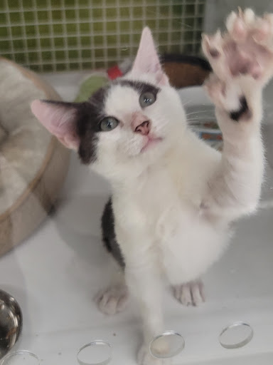 Pet Supply Store «Petco Animal Supplies», reviews and photos, 2041 U.S. 287 Frontage Rd #601, Mansfield, TX 76063, USA