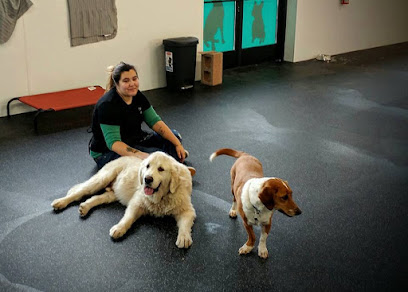 K-9 to Five Doggy Playcare & Spa