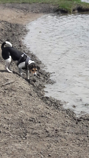 Dog Park «Beck Lake Off-Leash Dog Area», reviews and photos, 9700 Gloria Ct, Glenview, IL 60025, USA