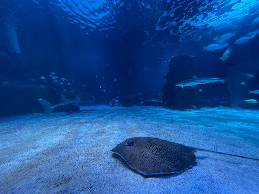 Aquarium «Newport Aquarium», reviews and photos, 1 Aquarium Way, Newport, KY 41071, USA