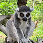Photo n° 9 de l'avis de Franck.a fait le 24/07/2023 à 07:37 pour Zoo de La Boissière du Doré à La Boissière-du-Doré