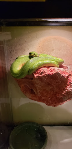 Reptile Store «Pets & Things», reviews and photos, 44825 Van Dyke, Utica, MI 48317, USA