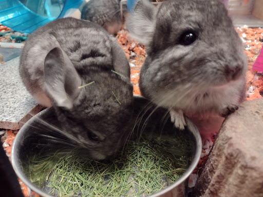 Pet Supply Store «PetSmart», reviews and photos, 16086 Jackson Creek Pkwy, Monument, CO 80132, USA