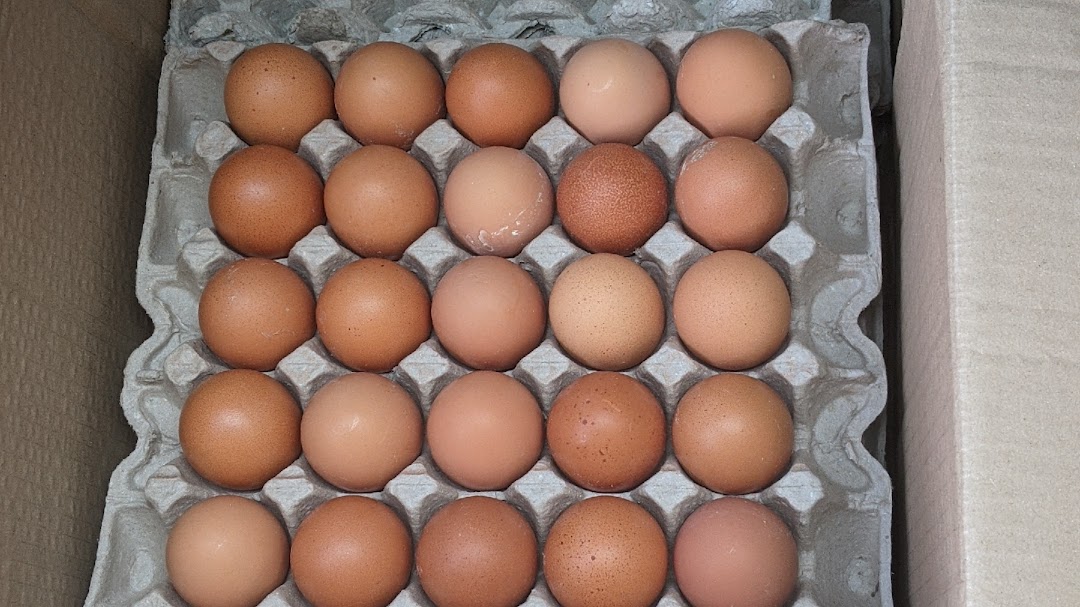 Vhafuwis eggs