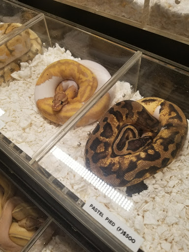 Reptile Store «Cleveland Reptile Show», reviews and photos, 17250 Hummel Rd, Brook Park, OH 44142, USA