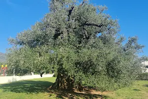 1500 Year Old Olive Tree image