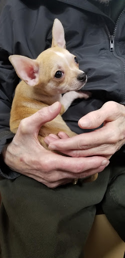 Pet Store «Petland», reviews and photos, 1514 Stonecreek Dr, Pickerington, OH 43147, USA