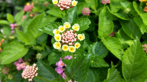 Landscaper «Garden Greenhouse & Nursery», reviews and photos, 1919 U.S. 9, Cape May Court House, NJ 08210, USA