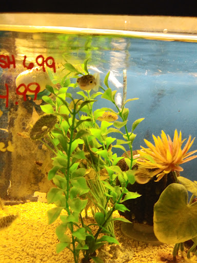 Pet Store «Fish Bowl Aquarium & Pet Mart», reviews and photos, 425 Pleasant St # 21, Fall River, MA 02721, USA