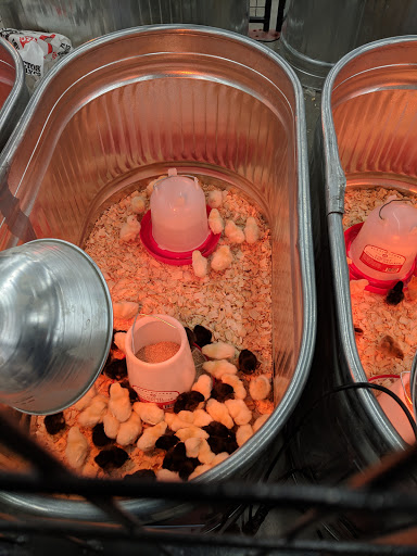 Home Improvement Store «Tractor Supply Co.», reviews and photos, 200 West Marketplace Drive, Bennett, CO 80102, USA