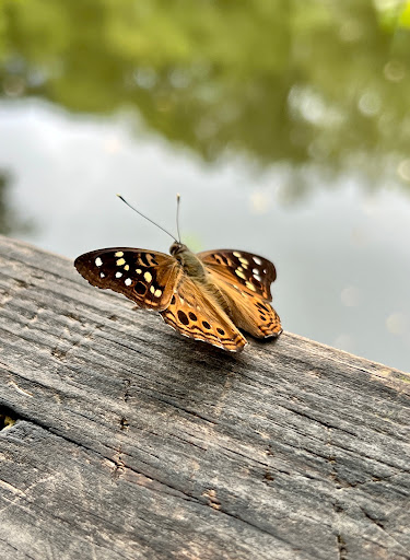 National Park «Congaree National Park», reviews and photos, 100 National Park Rd, Hopkins, SC 29061, USA