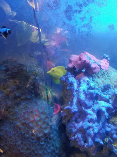 Pet Store «Fish Geeks», reviews and photos, 5845 Hillside Ln, Mechanicsburg, PA 17050, USA