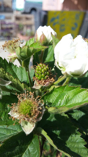 Book Store «Pipe & Thimble Bookstore», reviews and photos, 24830 Narbonne Ave, Lomita, CA 90717, USA