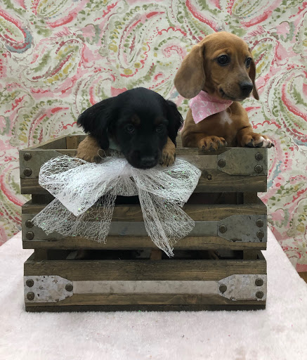 Pet Store «Happiness Is Pets Vi», reviews and photos, 616 E Roosevelt Rd, Lombard, IL 60148, USA