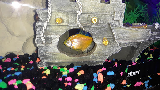 Pet Supply Store «Petco Animal Supplies», reviews and photos, 2000 NE Burnside Rd, Gresham, OR 97030, USA