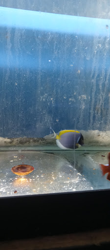 Pet Store «Leesburg Pet Center», reviews and photos, 959 N 14th St, Leesburg, FL 34748, USA