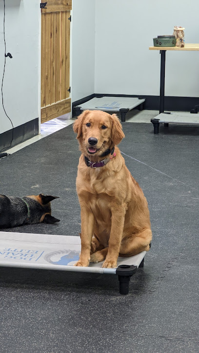 Dog Training Elite San Antonio Facility