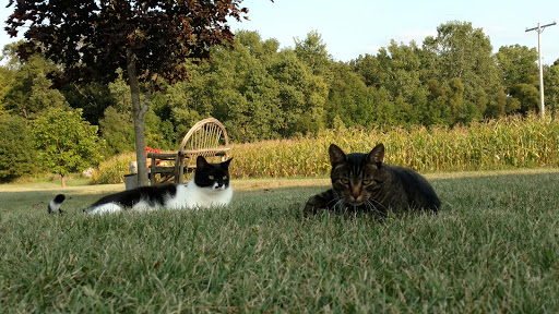 Auto Repair Shop «Certified Tractor Auto Repair», reviews and photos, 14132 Worden Rd, Gregory, MI 48137, USA