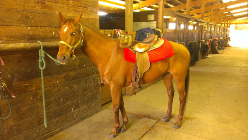 Horse Boarding Stable «Green Acres Beach & Trail Rides», reviews and photos, 5985 Pacific Ave, Cloverdale, OR 97112, USA