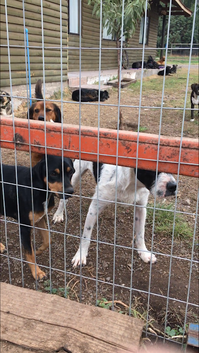 Guardería canina