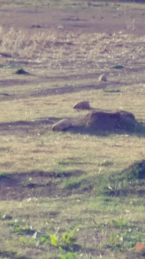 Dog Park «Trail Winds Dog Park», reviews and photos, 13385 Holly St, Thornton, CO 80241, USA