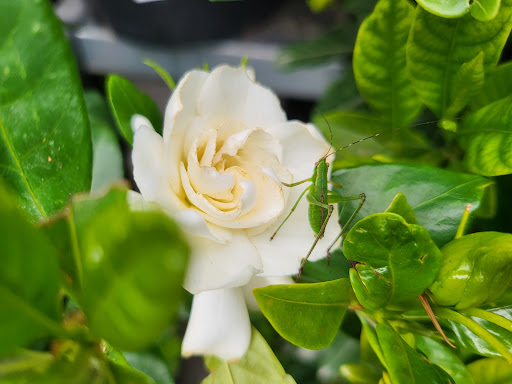 Home Improvement Store «The Home Depot», reviews and photos, 3838 Hollis Avenue, Emeryville, CA 94608, USA