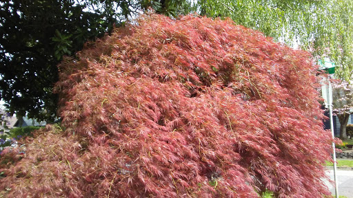 Park «Alberta Park», reviews and photos, 1905 NE Killingsworth St, Portland, OR 97211, USA