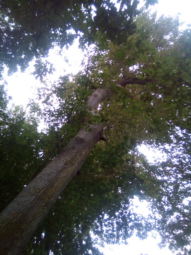 Golf Course «Riverside Disc Golf Course», reviews and photos, 7926 Riverside Rd E, Sumner, WA 98390, USA