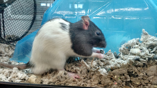 Pet Supply Store «Petco Animal Supplies», reviews and photos, 475 S Wadsworth Blvd, Lakewood, CO 80226, USA