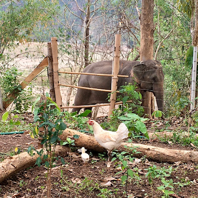 Elephant Garden Project