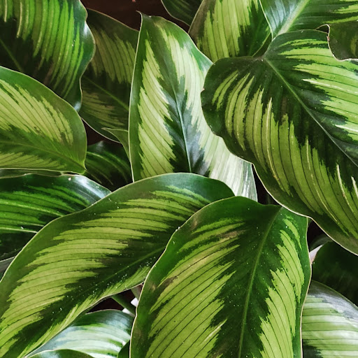 Florist «Sherwood Florist & Gift Shoppe», reviews and photos, 10239 Fair Oaks Blvd #A, Fair Oaks, CA 95628, USA