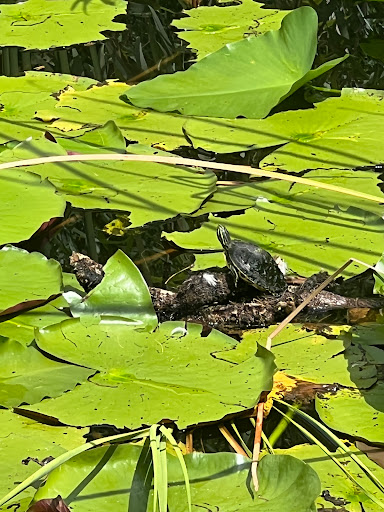 Zoo «Audubon Center for Birds of Prey», reviews and photos, 1101 Audubon Way, Maitland, FL 32751, USA