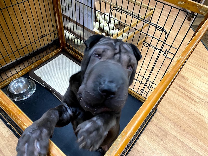 インナー シティ ズー ノア 神奈川県横浜市金沢区白帆 ペットショップ ペット グルコミ