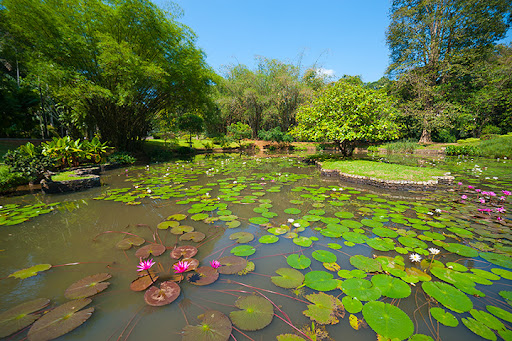 Botanical Garden «Desert Botanical Garden», reviews and photos, 1201 N Galvin Pkwy, Phoenix, AZ 85008, USA