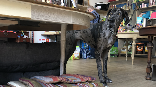 Pet Supply Store «Cole Valley Pets», reviews and photos, 910 Cole St, San Francisco, CA 94117, USA