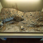 Photo n° 29 de l'avis de Pauline.o fait le 10/10/2023 à 11:24 pour Musée de Préhistoire du Grand-Pressigny à Le Grand-Pressigny