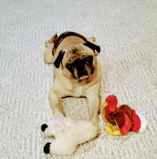 Walden Veterinary Service - Hillsboro, ND image