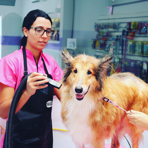 Dom Vet Nova America em Campinas - SP