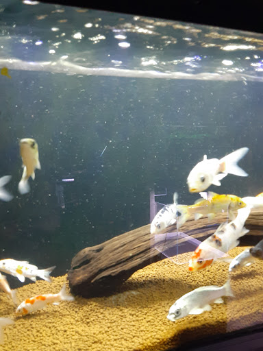 Tropical Fish Store «Animal House Pet Shop», reviews and photos, 358 Warner Milne Rd #110, Oregon City, OR 97045, USA