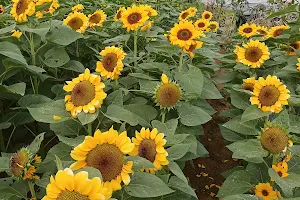 Bahong Sunflower Farm image
