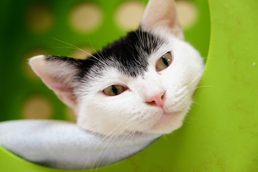 Pet Supply Store «PetSmart», reviews and photos, 1034 N El Camino Real, Encinitas, CA 92024, USA