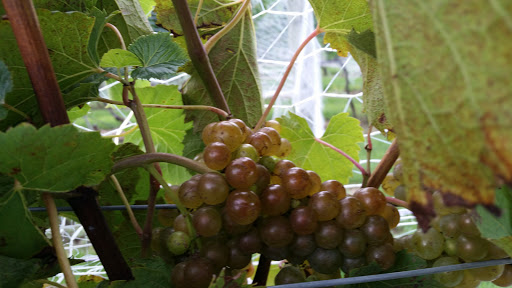 Winery «Madison County Winery», reviews and photos, 3021 St Charles Rd, St Charles, IA 50240, USA