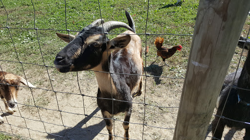 Christmas Tree Farm «Piney Acres», reviews and photos, 1115 E 1000 N, Fortville, IN 46040, USA