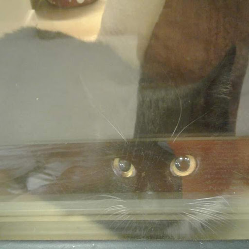 Pet Supply Store «PetSmart», reviews and photos, 278 New Britain Ave, Plainville, CT 06062, USA